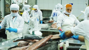 Seafood is one of the sectors recording strong export growth to markets across the Americas. (Photo: Nam Anh)