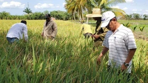 Dr Tran Vu Hai (far right) instructs Cuban farmers in the rice field.