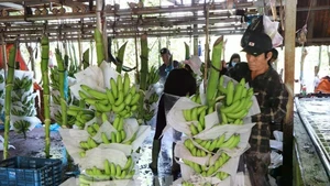 Farmers process bananas before supplying to the market. (Photo: VNA)