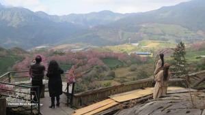 Tourists check in at the cherry apricot blossom garden in the O Quy Ho Pass area, Sa Pa. (Photo:VNA)