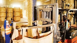 Coffee production at Simexco DakLak Company. (Photo: MINH ANH)