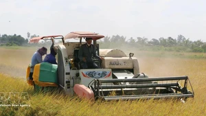 Farmers in Ca Mau province use combine harvesters to harvest rice. (Photo: VNA)