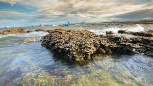 The beautiful natural coral ecosystem at Hon Yen, Phu Yen province. (Photo: VNA)