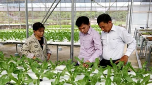 Technological solutions from Hachi Viet Nam High-Tech Joint Stock Company help farmers cut costs, conserve resources, and reduce greenhouse gas emissions (Photo: Viet Nam Pictorial)