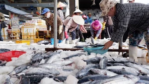 VASEP recommends that, to safeguard the interests of domestic seafood harvesting and aquaculture enterprises against NOAA’s decision, urgent short-term and long-term coordination measures are needed from the government and relevant ministries.