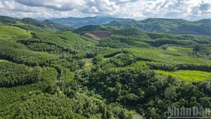 Tien An Bat Cave is located under the forest canopy in Hamlet 3, Tien An Commune, the former Tien Phuoc District.