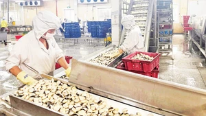 Viet Truong Company (Hai Phong) has gradually recovered, and the factory’s operations have now returned to nearly 100%.