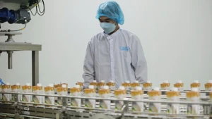 Processing agricultural products at Thabico Tien Giang Food Industry JSC