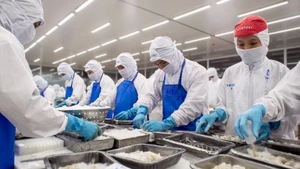 Frozen shrimp processing for export at Duyen Hai Economic Development Company (COFIDEC), Ho Chi Minh City. (Photo: CTV)