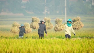 Farmers harvesting rice in Dien Bien Province 