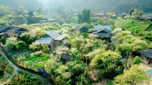 Situated at an altitude of over 1,500 metres, it enjoys cool weather year-round, with mist enveloping the mountains and forests. (Photo: Nhat Thanh)