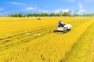 In the Mekong Delta, agriculture stands at a turning point in its transformation