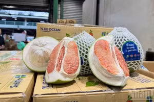 The first shipment of Dong Thap pomelos goes on sale in Sydney, Australia.