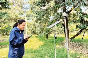 Sensors are used to monitor a durian orchard in Krong Pac Commune, Dak Lak Province. (Photo: Minh Anh)
