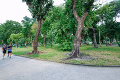 Le Van Tam Park, where an underground car park could be developed to create additional space for development and enhance the city's infrastructure capacity. (Photo: THE ANH)
