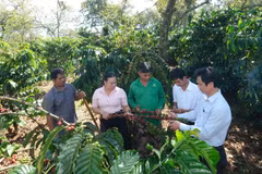 Leaders of Dak Nhau Commune visit the coffee garden intercropped beneath cashew trees belonging to Party member Dieu Tan in Dak La Hamlet.