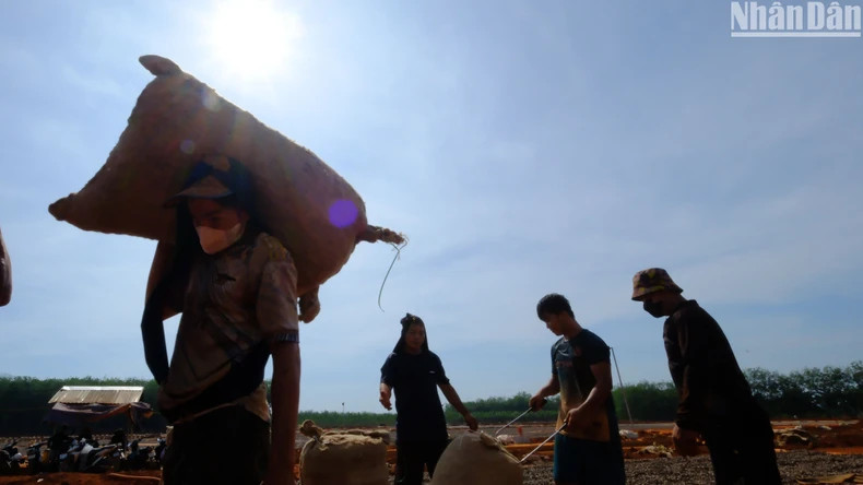 During the peak harvest period, hired teams drying the nuts charge around 400,000 VND per tonne.