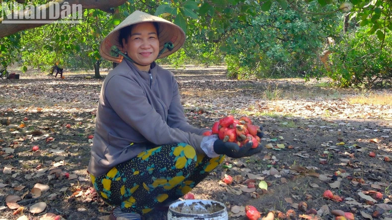 During the harvest season, seasonal labourers earn an average of 400,000 VND per day collecting cashews.
