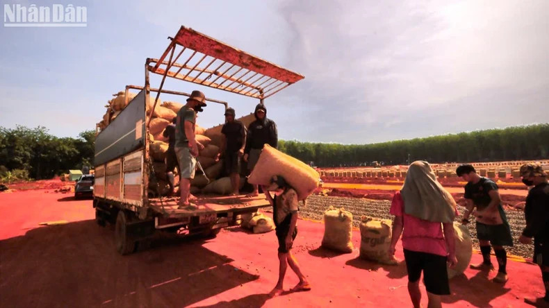 Workers collect cashews to the warehouse after drying them to the right level of dryness.