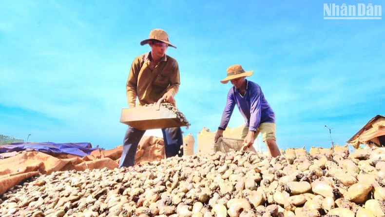 Workers pack cashews in the sun.