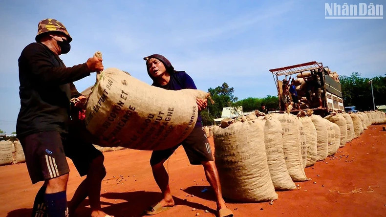 Each sack of dried cashew nuts weighs from 80 to100 kilogrammes