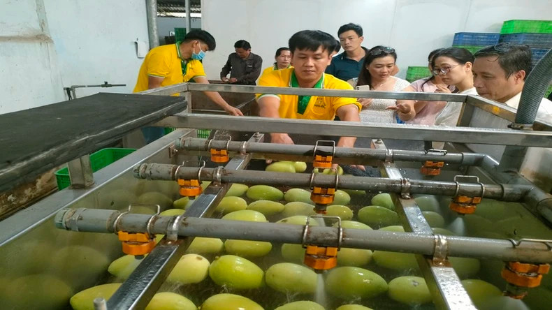 Processing mangoes for export at Kim Nhung Limited Company (Dong Thap province).
