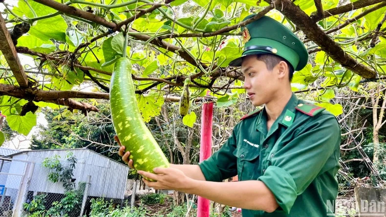 The fruits of young soldiers' efforts on Hon Chuoi Island after patiently taking care of the bottle gourd trellis. (Photo: NDO) The fruits of young soldiers' efforts on Hon Chuoi Island after patiently taking care of the bottle gourd trellis. (Photo: NDO)