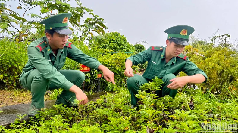New recruit Nguyen Trong Phu (left) and his comrade take care of the medicinal herb garden on Hon Khoai Island. (Photo: NDO) New recruit Nguyen Trong Phu (left) and his comrade take care of the medicinal herb garden on Hon Khoai Island. (Photo: NDO)