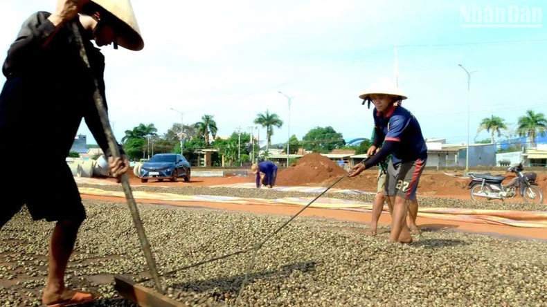 Drying cashews in the sun.
