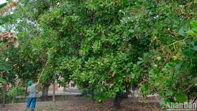 Farmers in Binh Phuoc Province harvest cashew.
