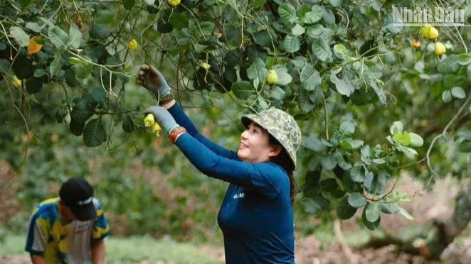 Tourists experience cashew harvesting in Binh Phuoc Province.