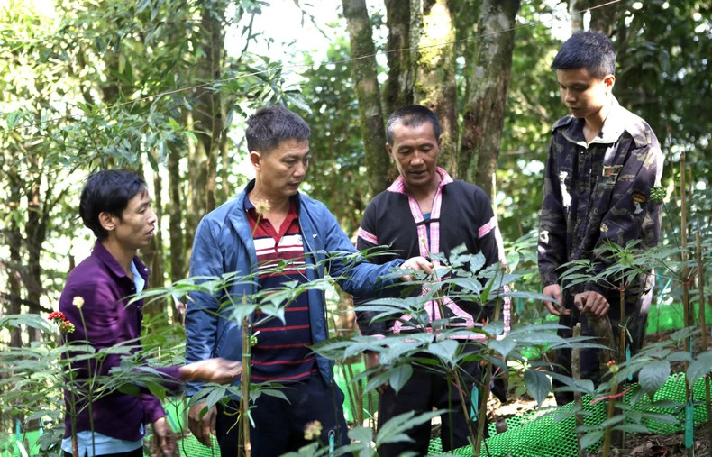 Model of incubating and growing Lai Chau native ginseng under the canopy of primary forest. (Photo: nhandan.vn) Model of incubating and growing Lai Chau native ginseng under the canopy of primary forest. (Photo: nhandan.vn)