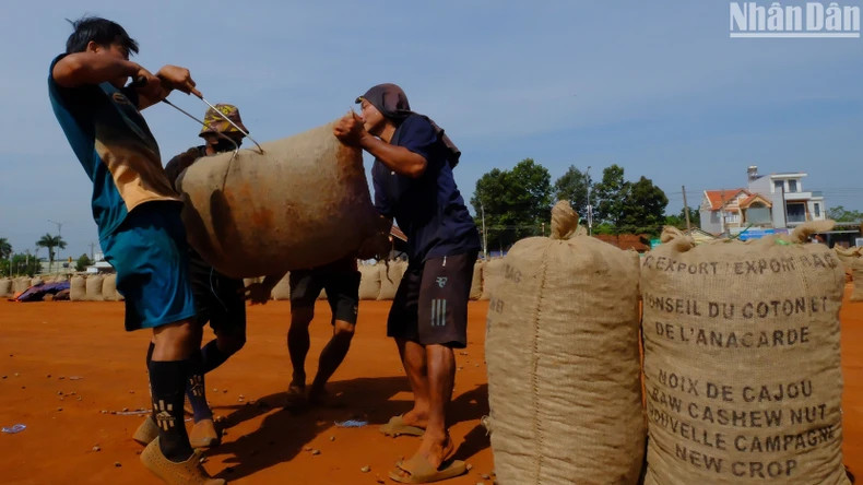 To carry a bag of cashew weighing about 80 to 100kg, two or three workers lift a heavy sack onto a truck or shoulder.