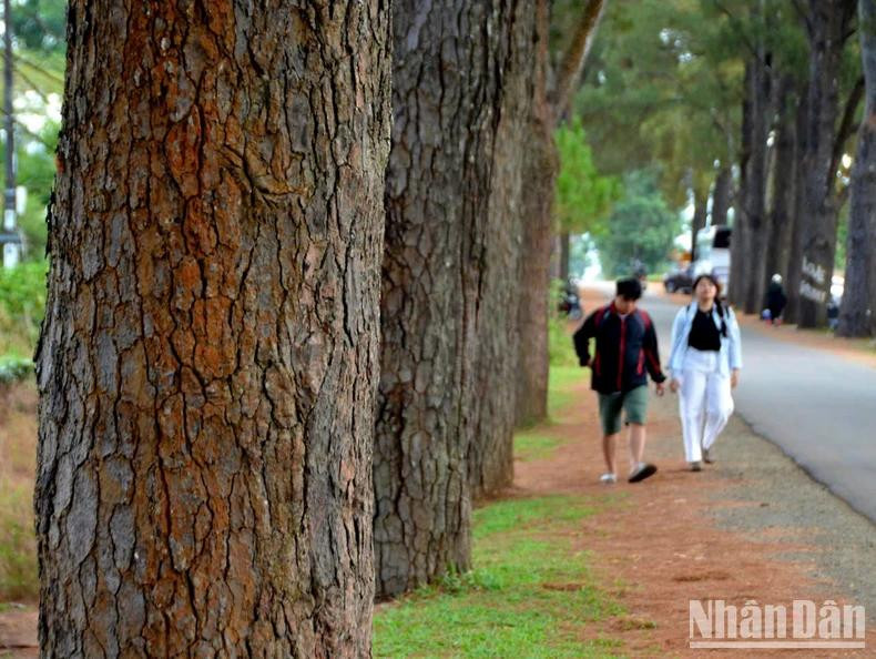 Young people often refer to the centuries-old pine trees as the "love road."