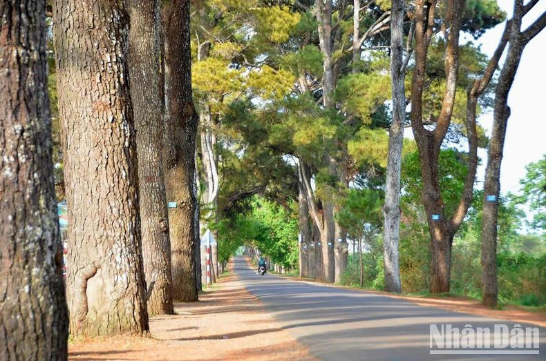 The streaks of morning sunlight.