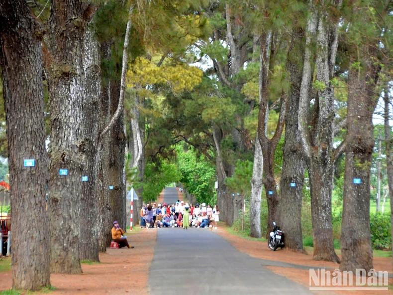The symmetrical beauty of the centuries-old pine trees.