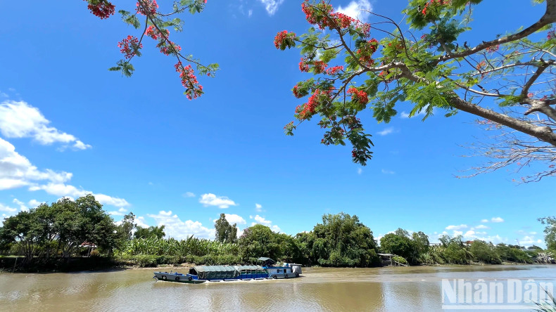 Bright red blossoms frame the banks of the Xang Canal, where boats frequently pass by.