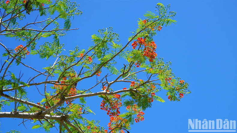 The flamboyant tree road will continue to shine throughout the summer days.