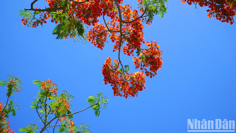 Close-up of vibrant flamboyant branches in bloom.