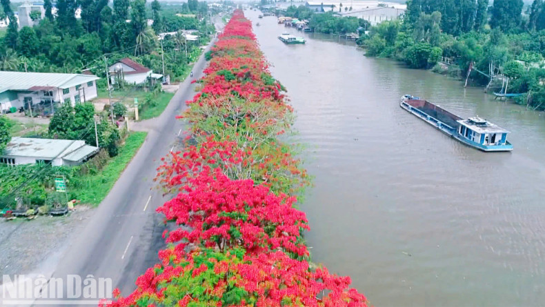 High view of the blooming flamboyant trees.