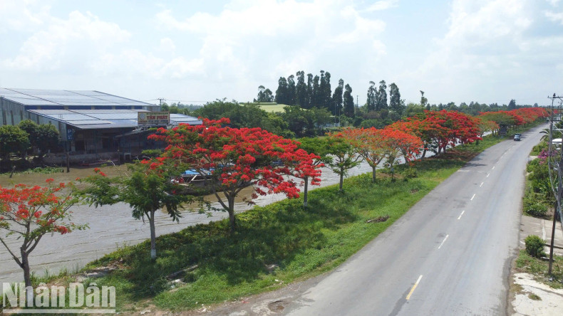 Local residents note that the trees have not blossomed as evenly this year compared to previous seasons.