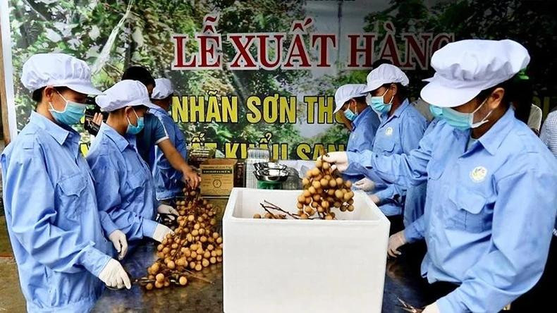 Son Thuy longan (Kim Boi) is being packaged for export to European markets Son Thuy longan (Kim Boi) is being packaged for export to European markets