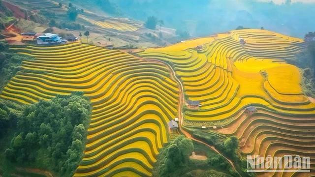 Golden season in Mu Cang Chai