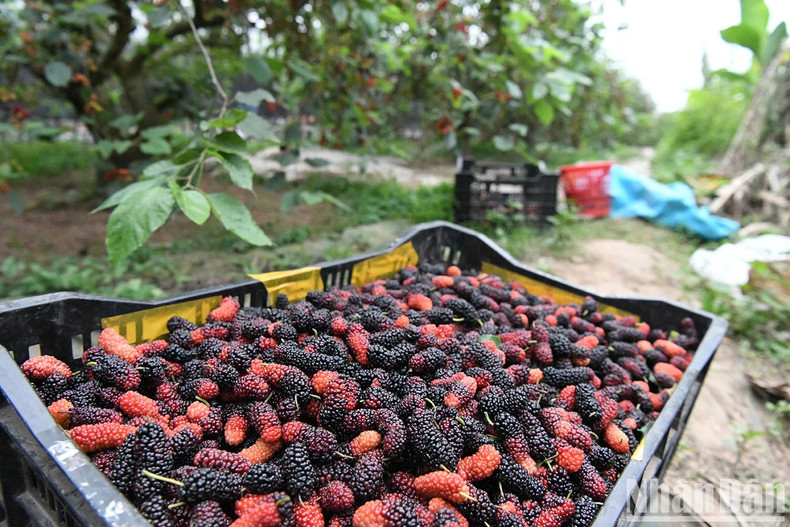 Fresh mulberries are harvested right from the gardens in Hiep Thuan.