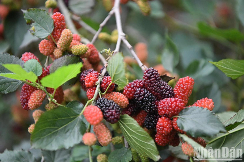 Ripe mulberries are now in full season in Hiep Thuan.