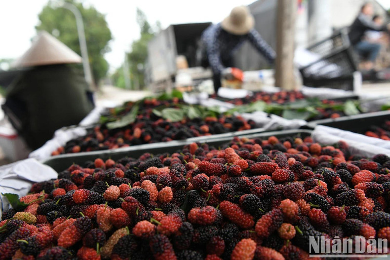 The mulberry season is not only a time of harvest but also a “golden season” for both growers and traders.