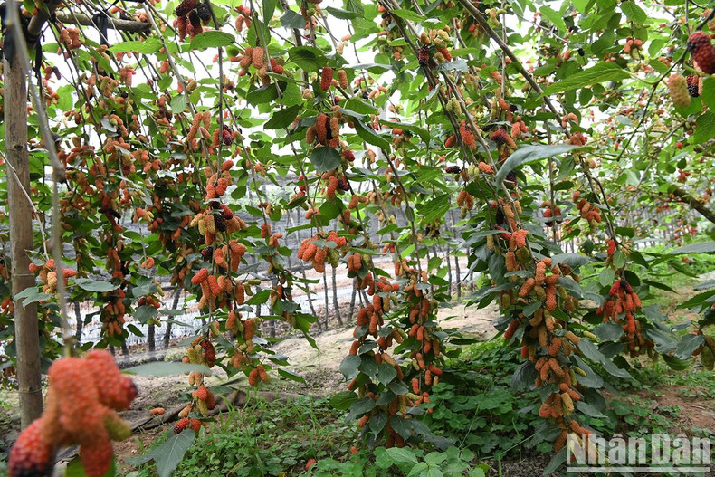 Thanks to fertile riverside soil and favourable weather, the mulberry plants thrive and yield consistently. This year, with little frost and moderate rainfall, fruit quality has been rated highly, with farmgate prices at the start of the season ranging from 15,000 to 20,000 VND per kilogram.