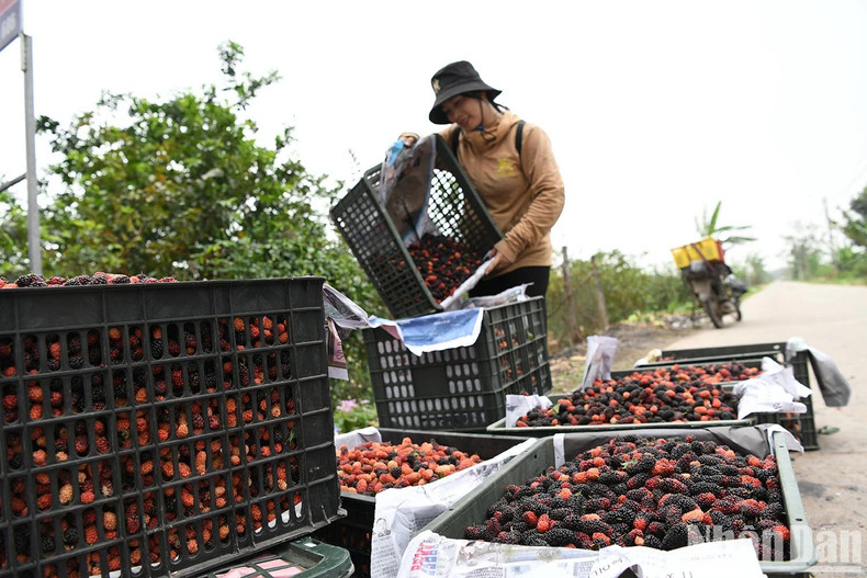 The Phuc Tho mulberry market is currently thriving. Nguyen Thi Hau, a vendor at Phuc Tho Market, said that at the start of the season, up to seven tonnes of mulberries can be sold each day through local traders.