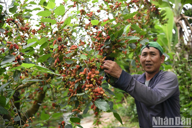 Not stopping at just growing and selling the fruits, several households have also developed "eco-garden" models. Nguyen Van Lan, 55, explained that careful maintenance two months before harvest is the key to heavy fruiting and yields three to four times higher income than rice farming. In addition to selling the fruit, the eco-tourism model also brings in around 20% extra income for his family.