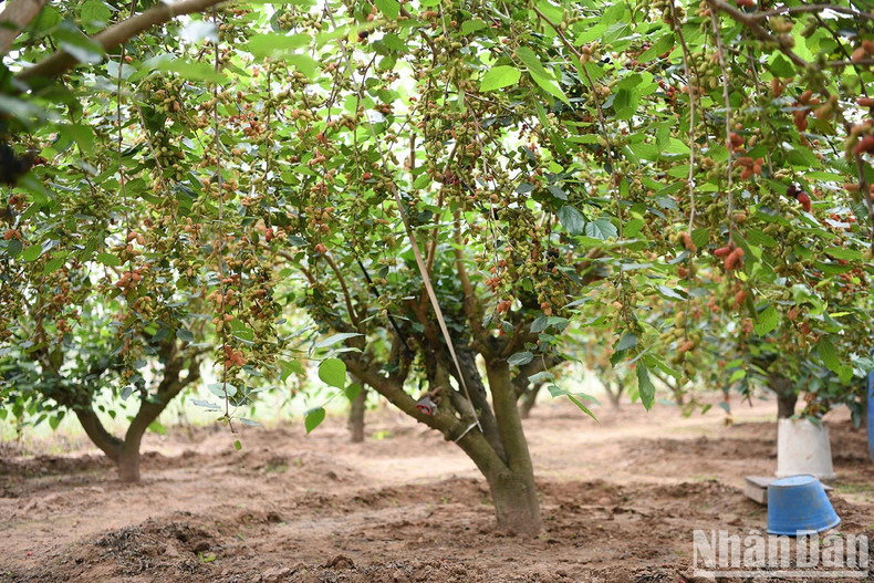 Currently, Hiep Thuan Commune has nearly 6 hectares of mulberry orchards, with around 60 households cultivating mainly in Hiep Thuan hamlets 1, 2, and 3.